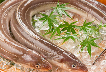 Raw conger eel